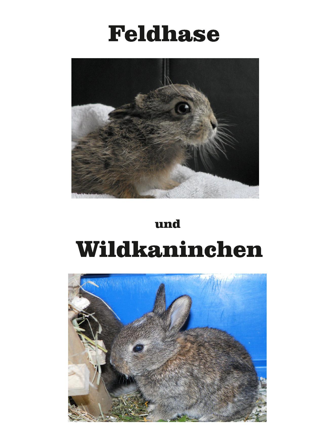 Hasen und Wildkaninchenaufzucht Birte Heckel Neubert